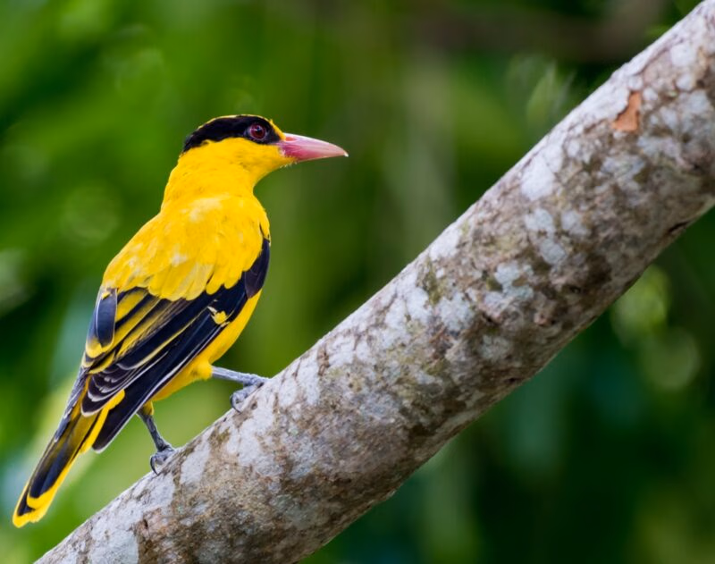 A yellow and black bird perched on a tree branch with green foliage in the background.
