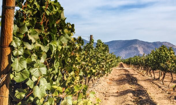 Chilean vineyards in Maipo Valley, close to the capital Santiago de Chile, sunny day and mountains