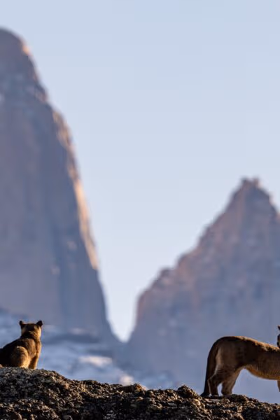Wild Wonders of Patagonia: A Spectacular Safari Through Argentina and Chile