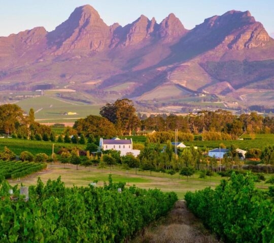 Vineyard landscape at sunset with mountains in Stellenbosch, near Cape Town