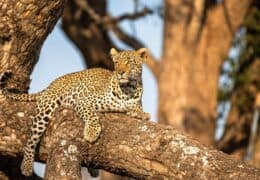 An Awe-Inspiring Journey to Namibia and South Africa