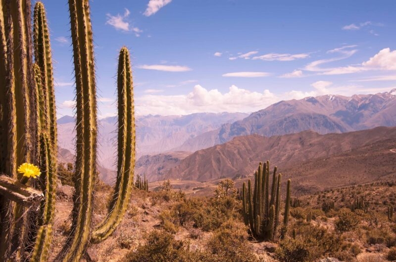 The cacti in the Colca Canyon in Peru. South America