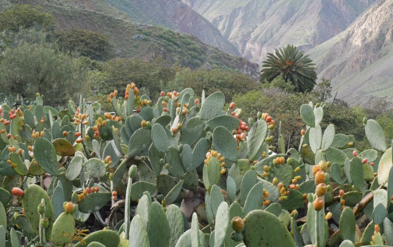 Field of prickly pear cacti with ripe fruits, palm tree and green mountains in the background.