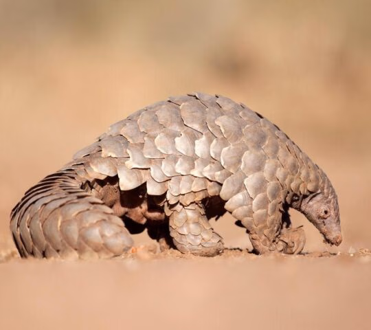 A pangolin digging for ants in the desert