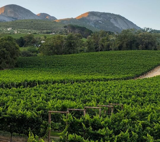 View at vineyards near Paarl in South Africa