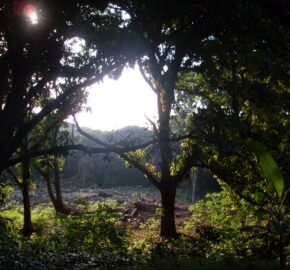 Sunlight peeking through the dense foliage of a lush forest at dawn or dusk.