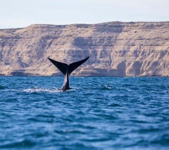 A whale's tail coming out the water at Peninsula Valdes
