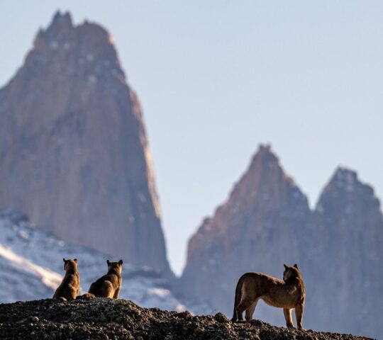 A family of pumas in the silhouette of Torres del Paine