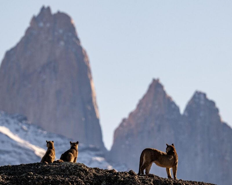 A family of pumas in the silhouette of Torres del Paine