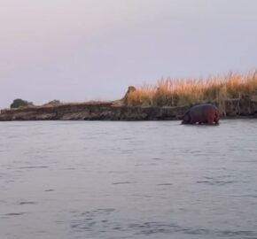 Hippopotamus emerging from a river at dusk, with tall grasses in the background.