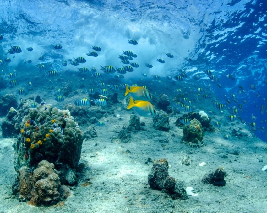 Underwater scene with tropical fish near coral reefs and wavy light patterns on the surface.