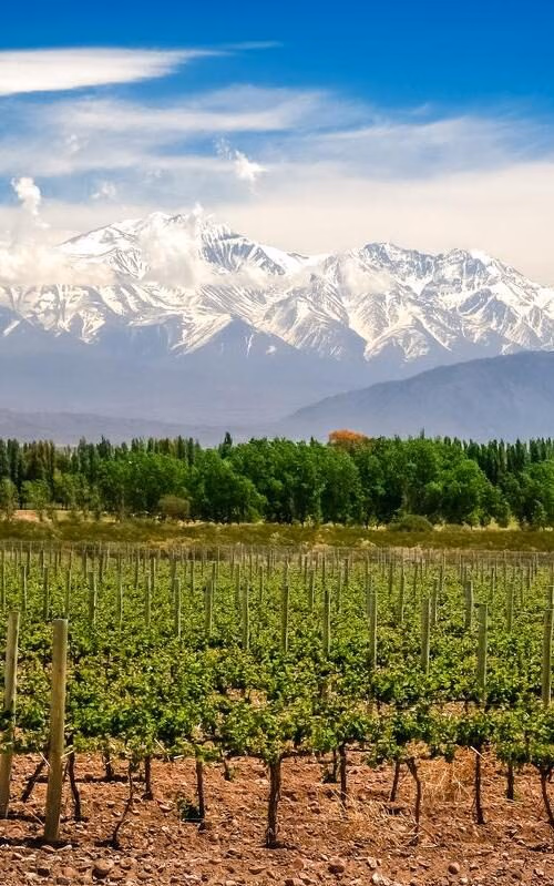Vineyard in the foreground with snow-capped mountains in the background under a blue sky.