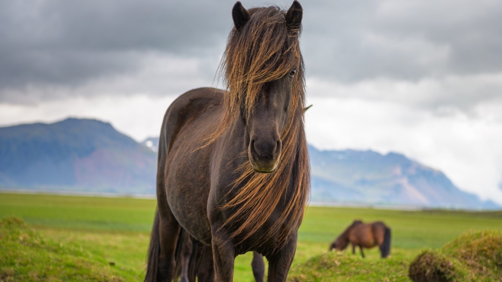 Icelandic horse in the scenic nature landscape of Iceland. The Icelandic horse is a breed of horse developed in this country.
