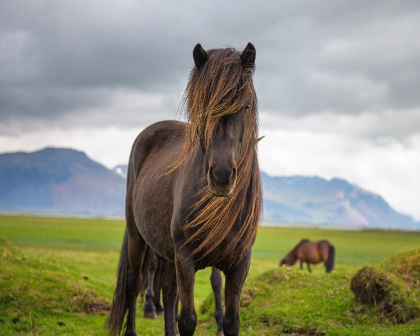 Icelandic horse in the scenic nature landscape of Iceland. The Icelandic horse is a breed of horse developed in this country.