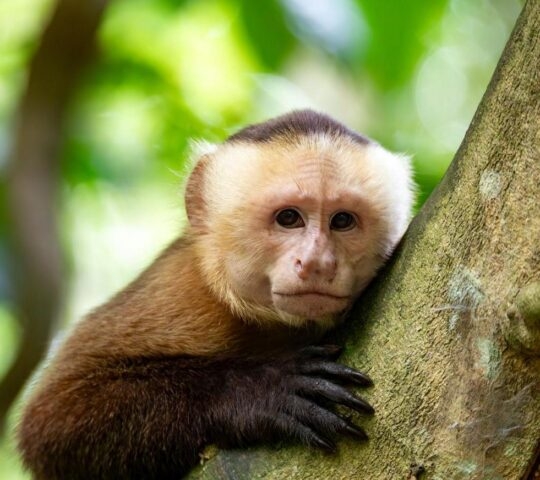 Varied white-fronted capuchin (Cebus versicolor), species of gracile capuchin monkey. Tayrona National Park, Magdalena department. Colombia wildlife.