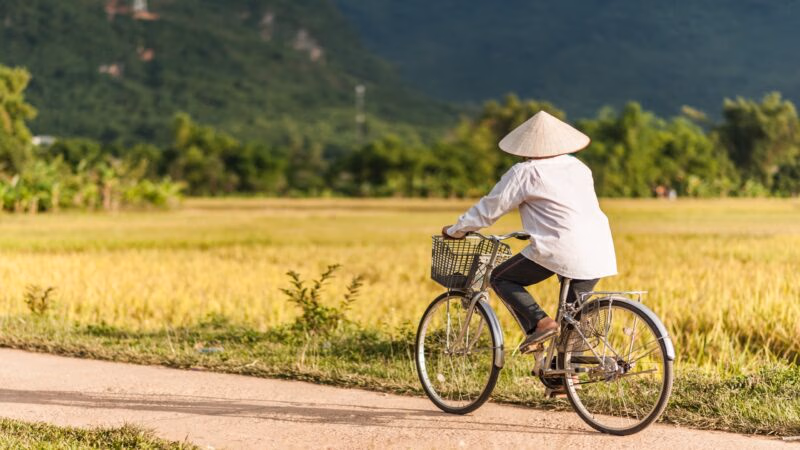 Woman in a rice hat riding a bicycle in a ricefield near Lac Village, Mai Chau valley, Vietnam.