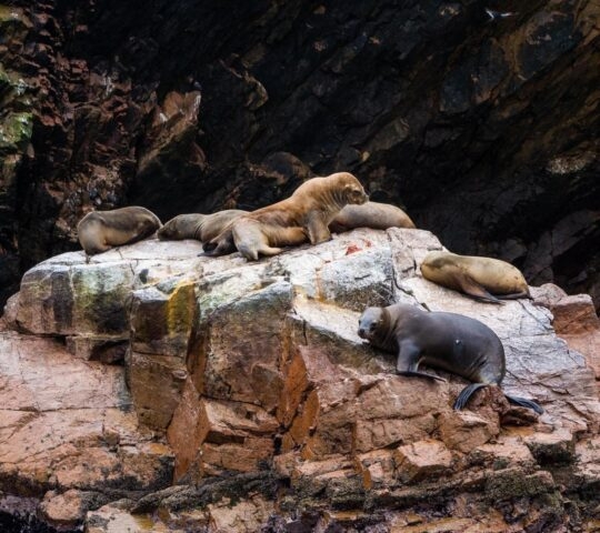 Seals on a rock in the Ballestas Islands, Peru