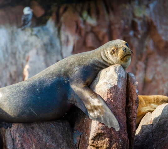 A seal laying on a rock in the Ballestas Islands, Peru