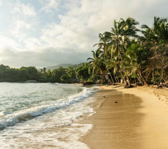 Tropical beach with palm trees, soft waves, and a clear sky at sunrise or sunset.