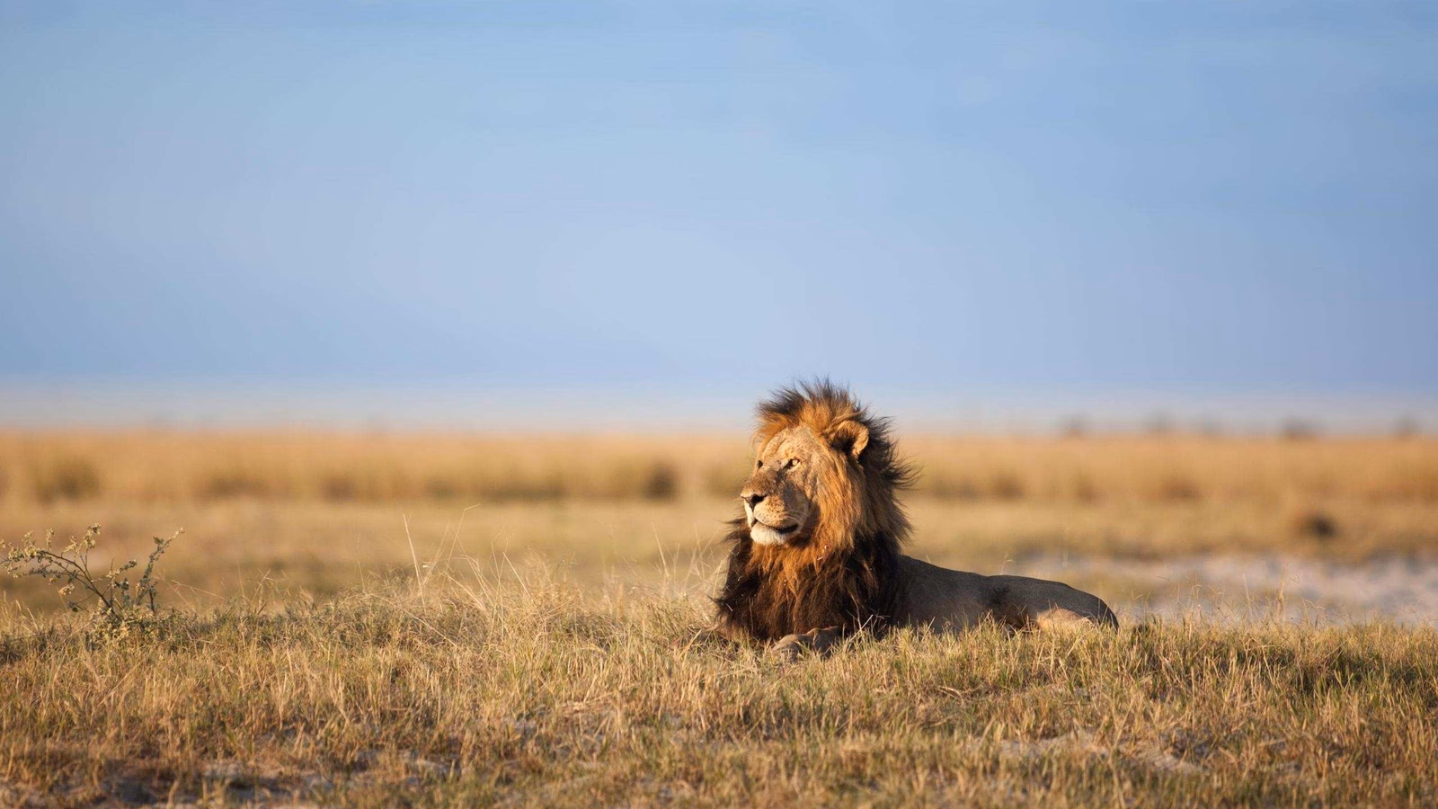 A male lion with a thick mane sitting in a grassy field with a soft-focus horizon in the background.
