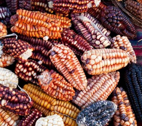 Different varieties of corn in Peru