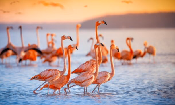 Pink flamingoes stood in a lake with the sun shining on them