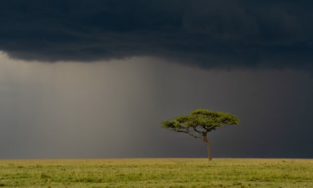 Rain clouds over an acacia tree in the Maasai Mara