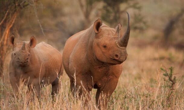 Two black rhinos spotted on safari in the savannah