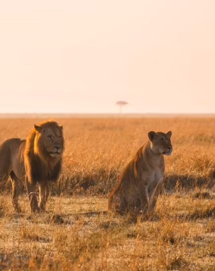 When is the Best Time to Visit Kenya?