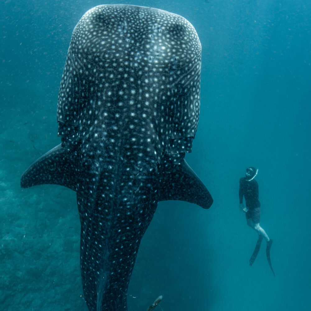 Diver swimming near a giant whale shark underwater.