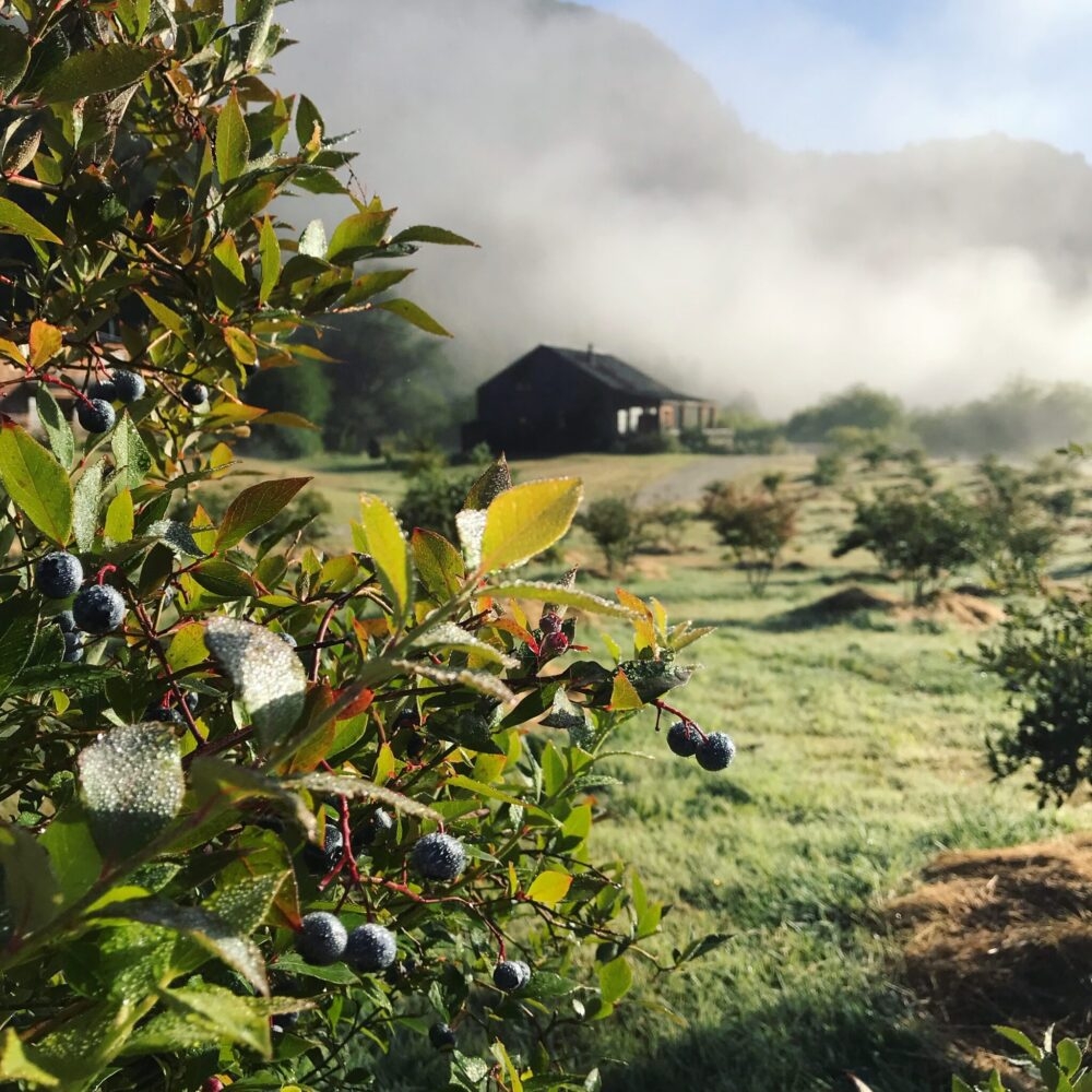 A misty morning with a focus on berry-laden branches, and a cabin in the background surrounded by nature.