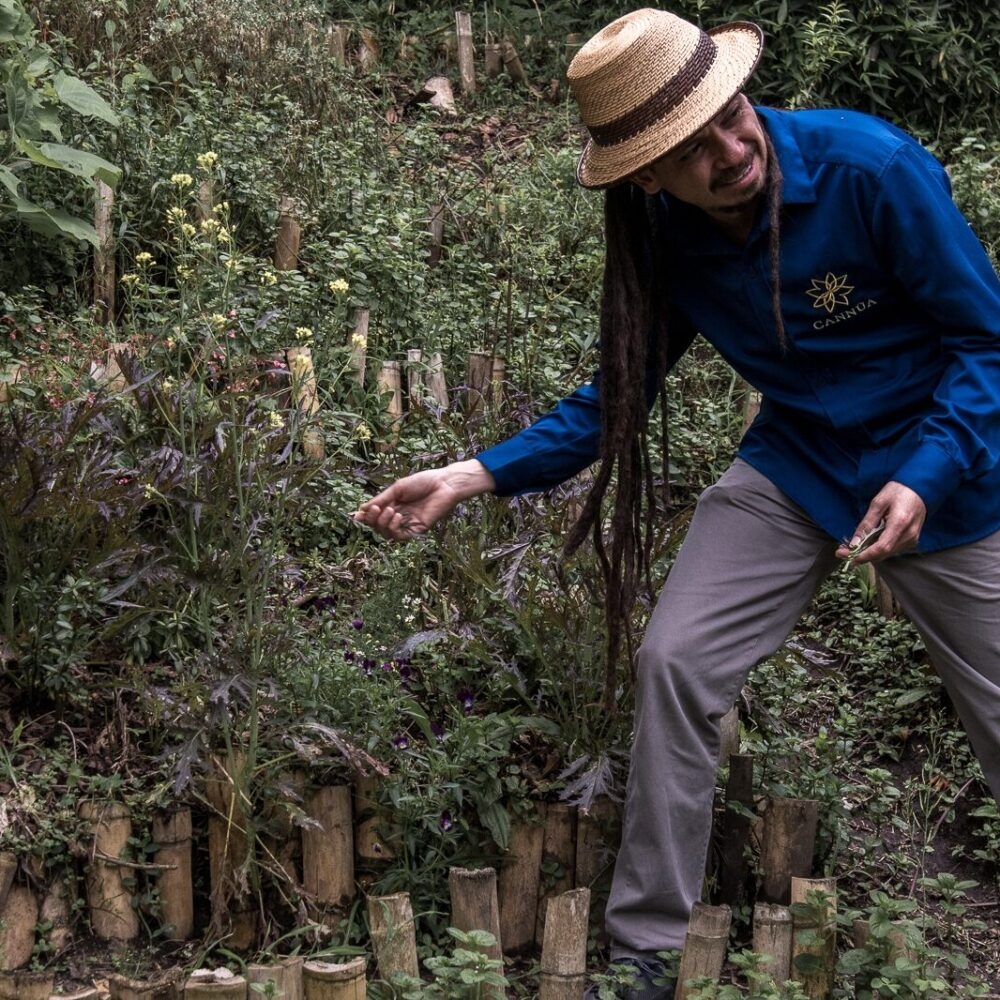 Person in blue shirt and hat tending to a garden with lush greenery.