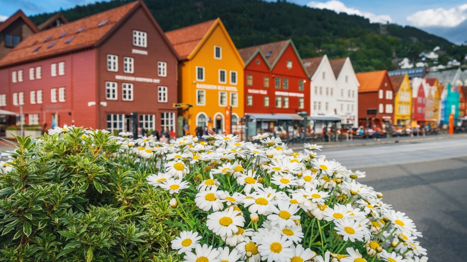 Colorful historical buildings with a foreground of white daisies in an urban setting.