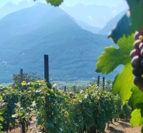 Vineyard rows with grape clusters, leafy foreground, and mountains in the distance.