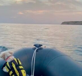 Dog in life jacket on boat watching a dolphin in the sea near a coastline.