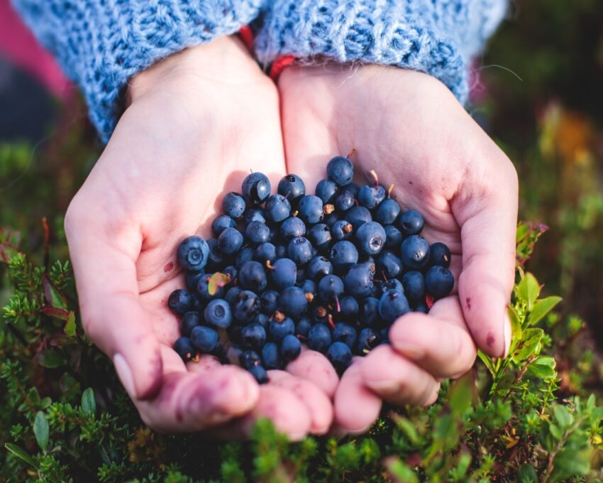 Hands holding fresh blueberries with a knitted blue sleeve visible.