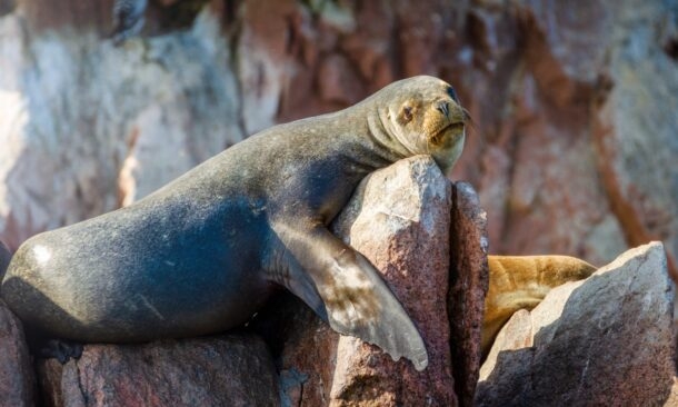 A seal on a rock in the Ballestas Islands, Peru