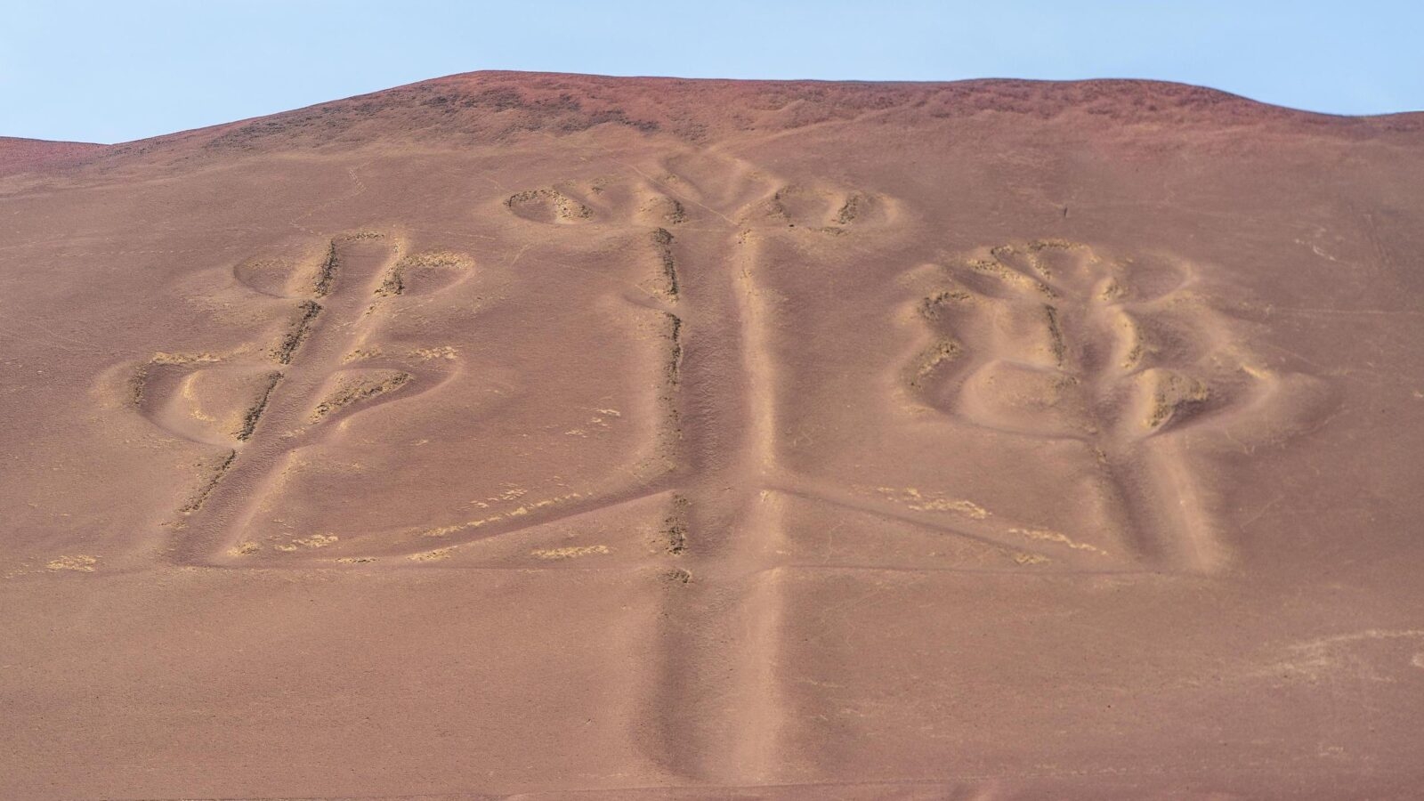 Ancient geoglyphs resembling trees etched into a brown desert hillside.