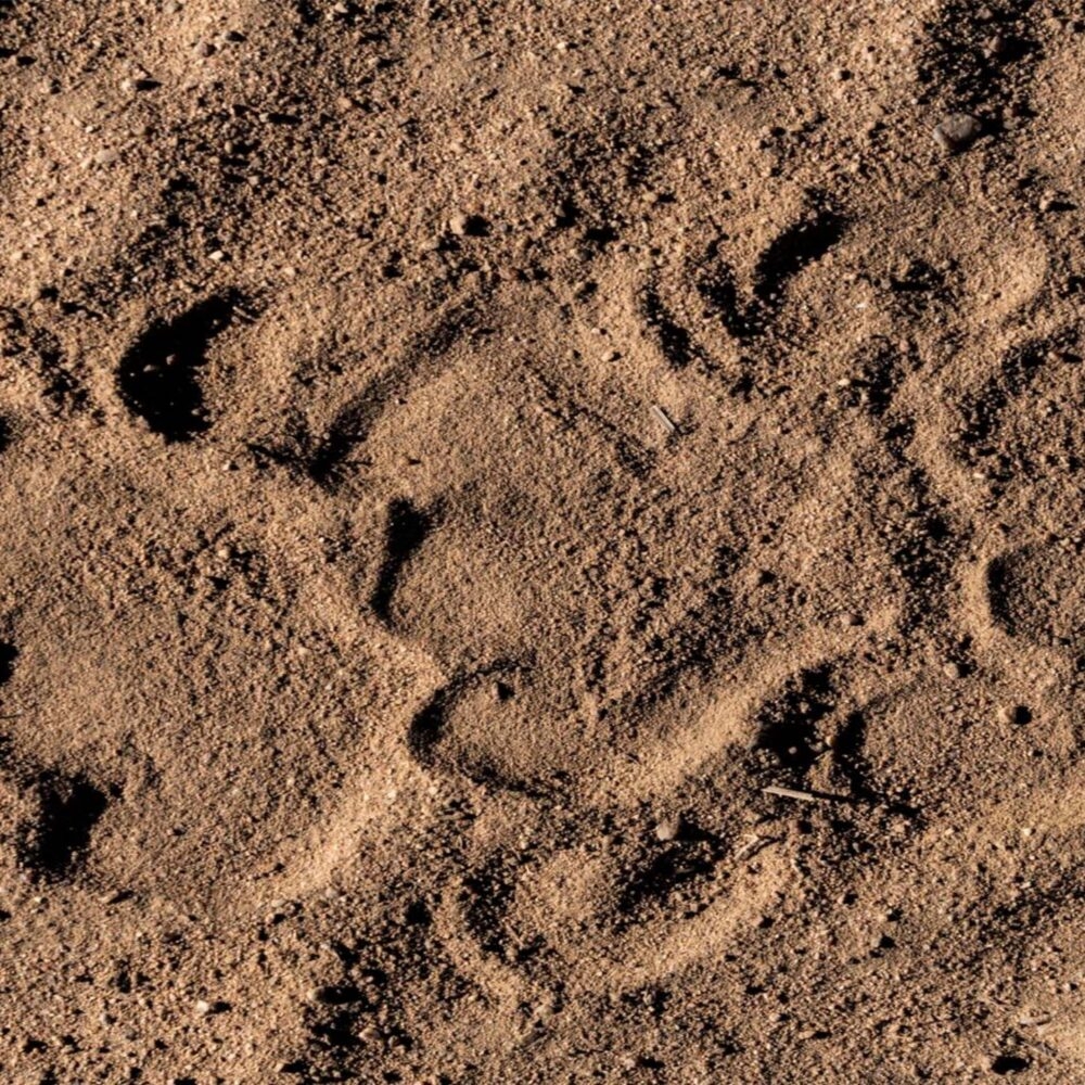A close-up of animal tracks on sandy ground.