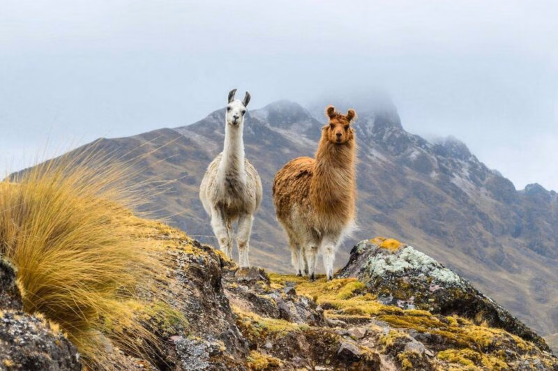A white llama and a brown llama standing on a mountain ridge on luxury Inca Trail trips.
