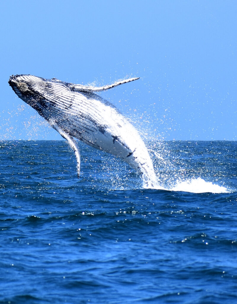 A humpback whale breaching in the ocean with splashes of water.