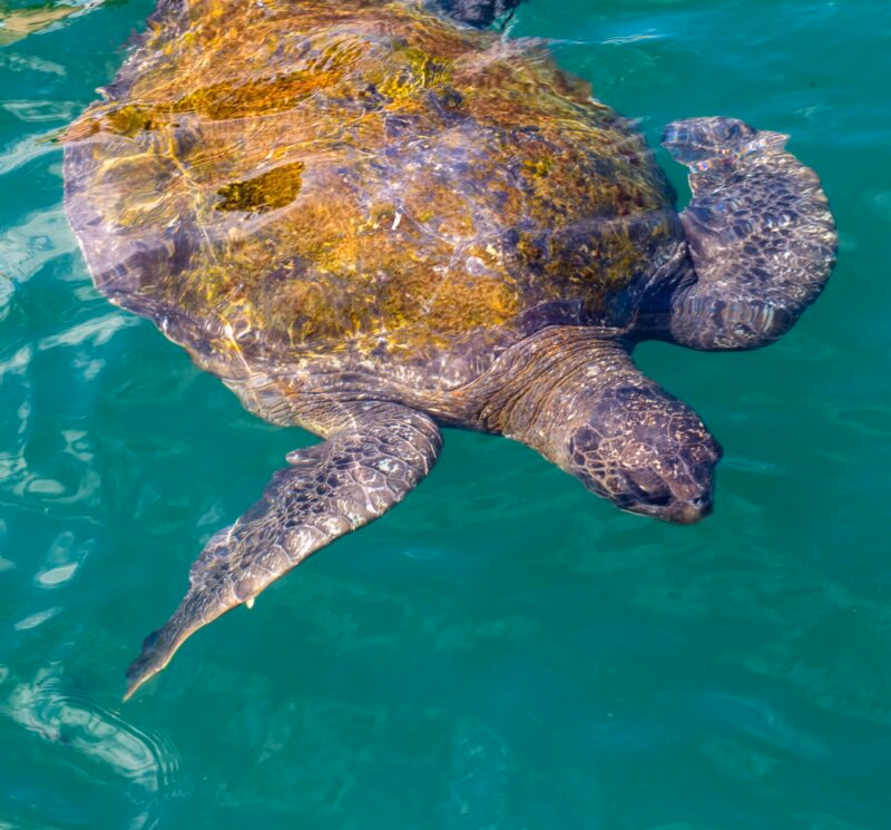 A sea turtle swimming in clear turquoise water.
