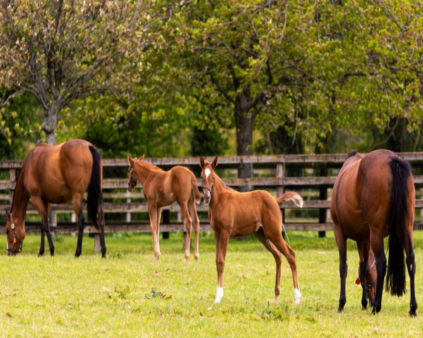 Two horses and a foal grazing in a green pasture with a wooden fence and trees.