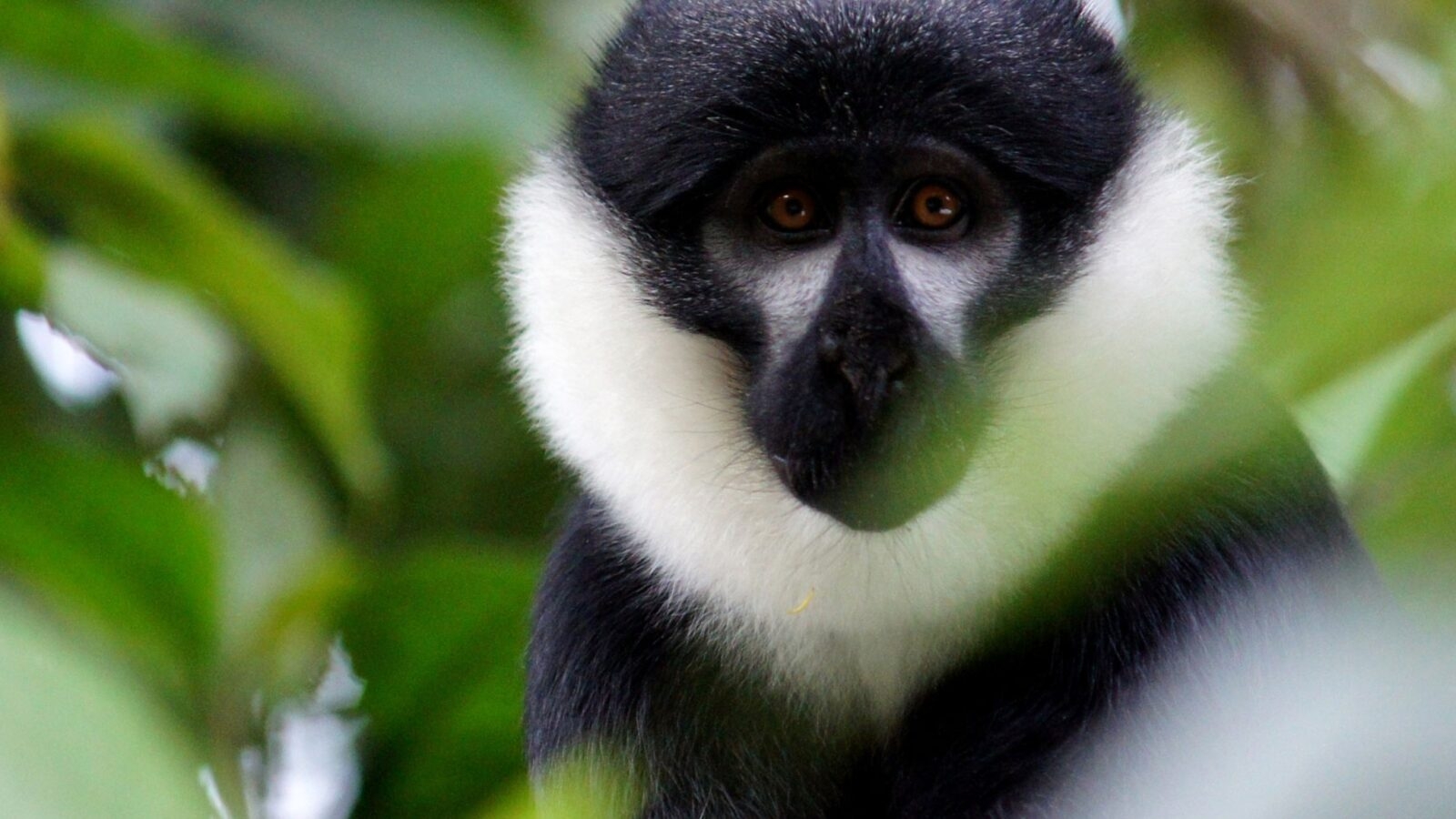 A close-up of a colobus monkey peering through green foliage.