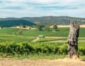 Vineyard landscape with rolling hills and a weathered tree trunk in the foreground.
