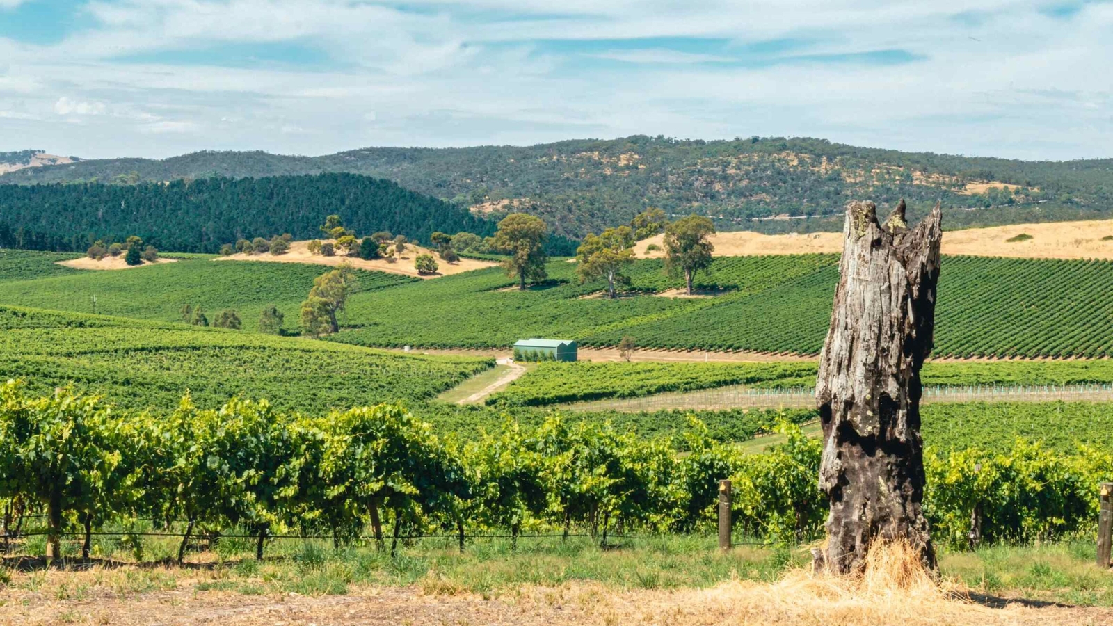 Vineyard landscape with rolling hills and a weathered tree trunk in the foreground.