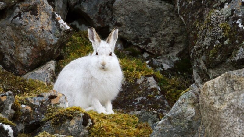 A white hare camouflaged among rocks and moss.