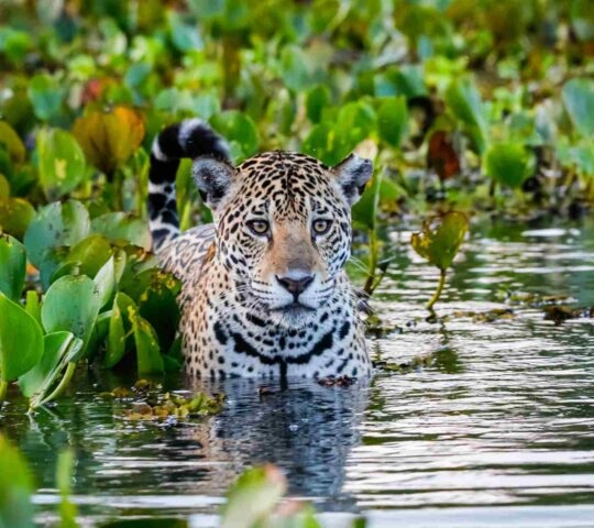 A jaguar stood in water in the Pantanal wetlands, Brazil
