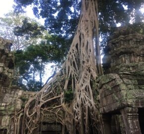 Ancient temple ruins intertwined with massive tree roots, surrounded by lush greenery and dappled sunlight.