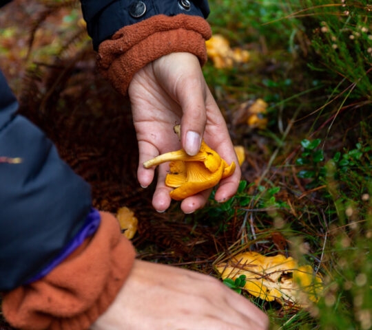 A hand holds a bright yellow chanterelle mushroom amidst forest floor foliage, surrounded by green plants and pine needles.